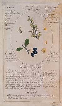 Sloe or blackthorn (Prunus spinosa L.): flowering stem with separate fruit and segments of flower and fruit, also a description of the plant and its uses. Coloured line engraving by C.H.Hemerich, c.1759, after T.Sheldrake.