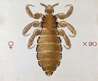 A head louse (Pediculus humanus). Coloured drawing by A.J.E. Terzi.