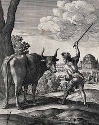 A peasant is raising his stick to drive on an ox. Etching by W. Hollar for a fable by J. Ogilby.