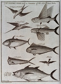 A flying fish and its enemies of the air and water, including an albatros and a dolphin. Etching by J. Basire.
