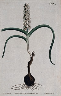 A plant (Wurmbea capensis): flowering plant. Coloured engraving by F. Sansom, c. 1810, after S. Edwards.