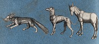 A squirrel , a greyhound and a mule. Cut-out engraving pasted onto paper, 16--.