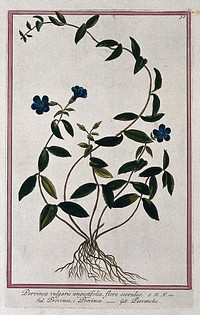 Periwinkle (Vinca sp.): entire flowering plant. Coloured etching by M. Bouchard, 1772.