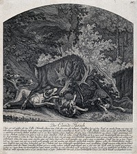 An elk is tracked down by a pack of hounds in a gorge in the forest and tries violently to shake them off. Etching by J.E. Ridinger.