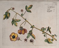 A plant (Hibiscus aculeatus Roxb.) related to China rose: branch with flowers and separate flower, fruits and seeds. Coloured line engraving.
