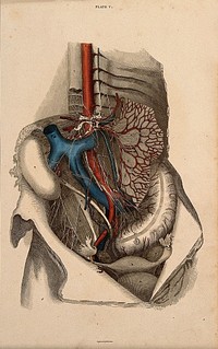 Female pelvis: dissection, with blood-vessels and nerves indicated in red and blue. Coloured line engraving by W.H. Lizars, 1822/1826.