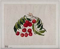 Bright, cherry-red berries, with green leaves. Painting by a Chinese artist, ca. 1850.