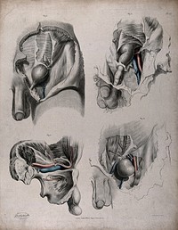 The circulatory system: dissections of the male reproductive system, with the arteries and veins indicated in red and blue. Coloured lithograph by J. Maclise, 1841/1844.