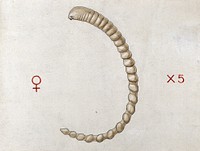 A lung worm of python (Porocephalus moniliformis). Coloured drawing by A.J.E. Terzi.
