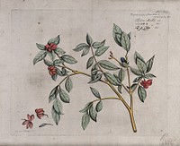 Garden Gardinia or Cape jasmine (Gardenia augusta (L.) Merr.): branch with flowers and fruit and separate flowers and fruit. Coloured line engraving.