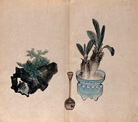 A bonsai tree on a rock and a cycad (Cycas revoluta) in a decorated pot with a Japanese watering vessel. Watercolour.