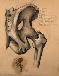 The pelvis, rear view: two studies, showing the bones and ligaments of the right-hand side of the pelvis. Pencil and black chalk drawing, with bodycolour, 1840/1880.