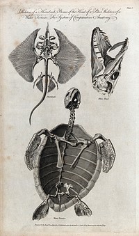The skeletons of a ray (Thornback), bones of the head of a pike and the skeleton of a water tortoise. Engraving.