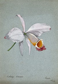An orchid (Cattleya Eldorado): flower only. Watercolour, 1899.