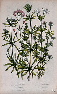 Six flowering plants, including bedstraw (Galium tricorne), goosegrass (Galium aparine) and woodruff (Galium odoratum). Chromolithograph by W. Dickes & co., c. 1855.