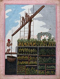 Indian agriculture: drawing water for crops. Gouache drawing.