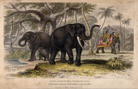 A female and a male Asiatic elephant with their young and a caparisoned elephant with a howdah in the distance. Coloured etching by J. Bishop after J. Stewart.