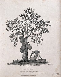 Jak or jack tree (Artocarpus heterophyllus Lam.) with man collecting the fallen fruit. Engraving by J. Storer after J. Forbes, 1767.