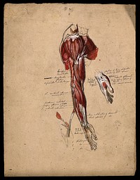 Muscles of the arm, shoulder and hand, side view, with small pencil sketch of a face. Ink and watercolour with laminated flaps, 18--.