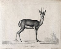 A gazelle. Stipple engraving by Huet, the younger, after Huet, the older.