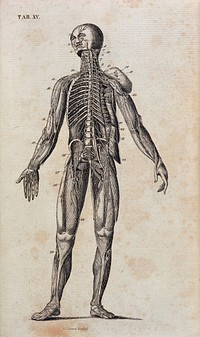 A system of anatomy / From Monro, Winslow, Innes and the latest authors. Arranged, as nearly as the nature of the work would admit, in the order of the lectures delivered by the professor of anatomy in the University of Edinburgh.
