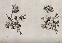 Two sprigs of flowers, including tulip and honeysuckle, meant as designs for embroidery. Etching with engraving after W. Kilburn, 1775.