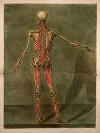 A standing écorché figure, seen from behind, showing the fourth layer of the muscles. Colour mezzotint by A. E. Gautier d'Agoty after himself, 1773.