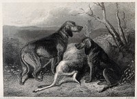 Two hunting dogs guarding the carcass of a stag by sitting next to it. Etching by E. Hacker after C. B. Spalding.