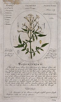Jasmine (Jasminum officinale L.): flowering stem with floral segments and a description of the plant and its uses. Coloured line engraving by C.H. Hemerich, c.1759, after T. Sheldrake.