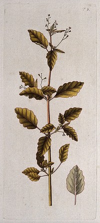 Boerhavia erecta: flowering and fruiting stem with separate leaf. Coloured engraving after F. von Scheidl, 1770.