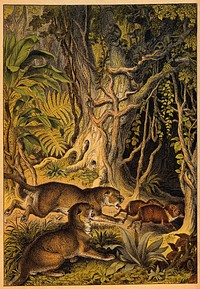 Two lions chasing wild boar into the jungle. Colour lithograph.