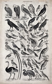 A table with 36 different birds. Engraving by R. Scott after Captain T. Brown.