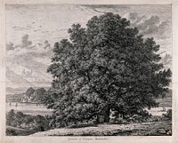 A spreading sycamore tree (Acer pseudoplatanus L.) growing by a scenic lake. Etching after J.G.Strutt, 1825.