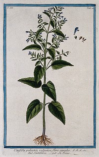 Skull-cap or helmet flower (Scutellaria sp.): entire flowering plant with separate sections of flower, fruit and seed. Coloured etching by M. Bouchard, 1775.