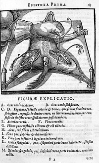 J. Walaeus, Dissection of dog from W. Harvey, 1647