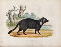 Zoological Society of London: a civet cat. Coloured etching by W. Panormo.