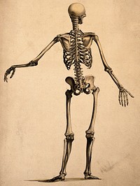 Skeleton, seen from behind, with left arm outstretched. Ink and watercolour, 1830/1835, after B.S. Albinus.