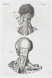 A compleat treatise of the muscles : as they appear in humane body, and arise in dissection; with diverse anatomical observations not yet discover'd. Illustrated by near fourty copper-plates, accurately delineated and engraven / By John Browne.