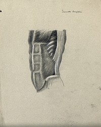 Muscles of the trunk: back view. Pencil and chalk drawing by J. Mongrédien, ca. 1880.