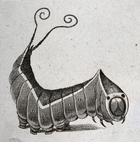 A caterpillar. Engraving.