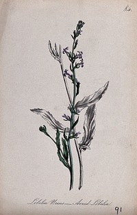 A Lobelia plant (Lobelia urens): flowering and leafy stems. Partially coloured lithograph by F. Waller, c. 1863, after C. Gower.