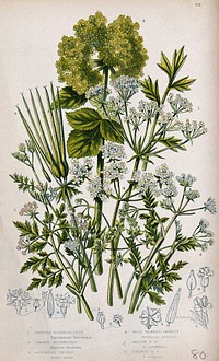 Six flowering plants, including bladderseed (Physospermum), chervil (Anthriscus cereifolium) and cow-parsley (Anthriscus sylvestris). Chromolithograph by W. Dickes & co., c. 1855.