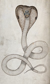A hooded cobra in striking position. Coloured engraving, ca. 1792.
