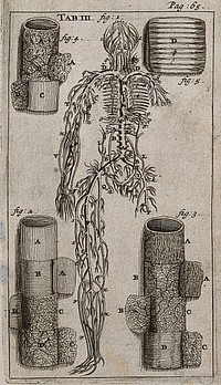 The venous system, detail of an arterial trunk and the membranes of the trachea (windpipe). Engraving, 1686.