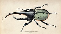 Amale scarabaeus beetle. coloured engraving by W. H. Lizars.