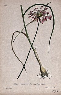 A garlic plant (Allium carinatum): entire flowering plant in two sections. Coloured lithograph by W. G. Smith, c. 1863, after himself.