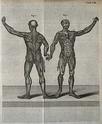 Two musclemen, viewed from the front and from the back. Engraving, 18th century.