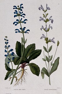 Two flowering plants: sage (Salvia officinalis) and meadow sage (Salvia pratensis). Coloured etching by C. Pierre, c. 1865, after P. Naudin.