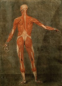 The muscles of the human body, first layer, seen from the back. Colour mezzotint by A. E. Gautier d'Agoty after himself, 1773.