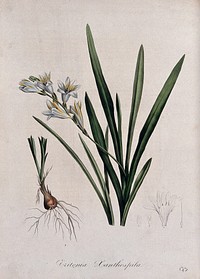 A plant (Tritonia xanthospila): flowering stem, bulb and floral segments. Coloured lithograph.